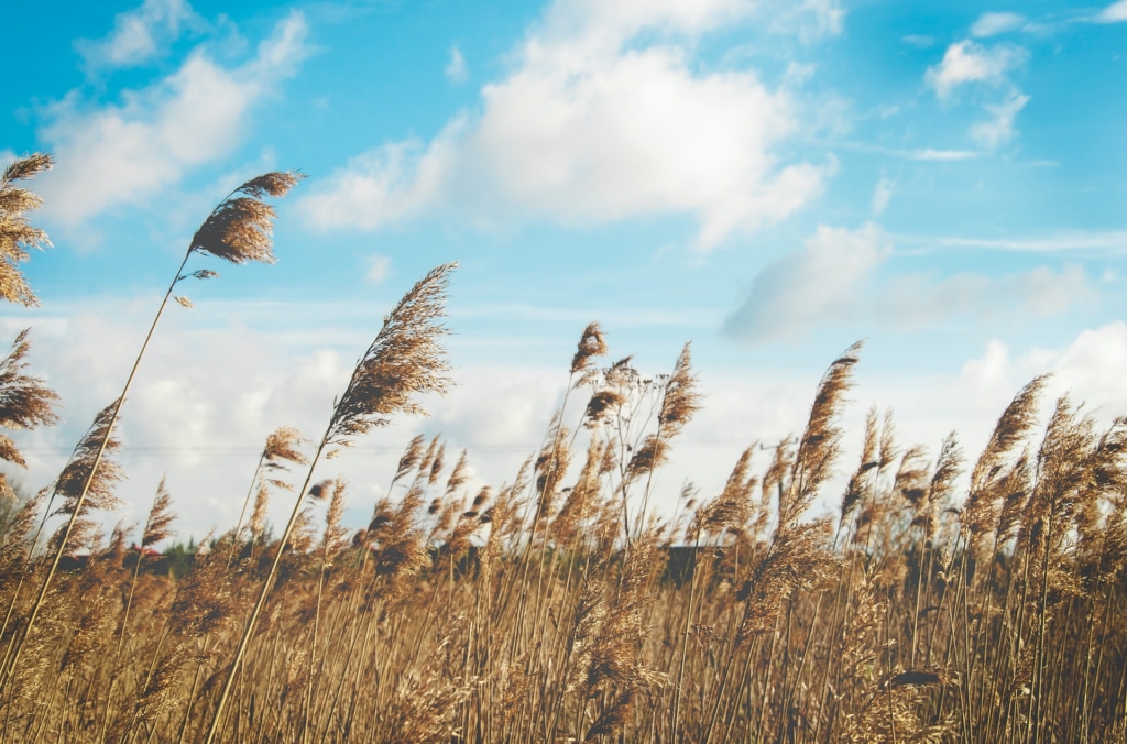 How Wind Affects air Pollution PM2.5 and Dust