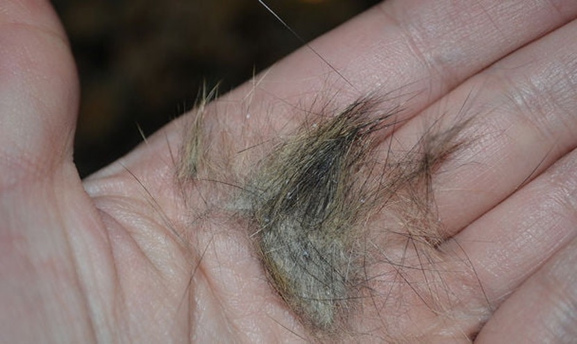 pre filter capture air purifier dust hairs
