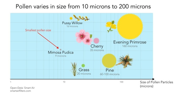 Pollen varies in size from 10 to 200 microns