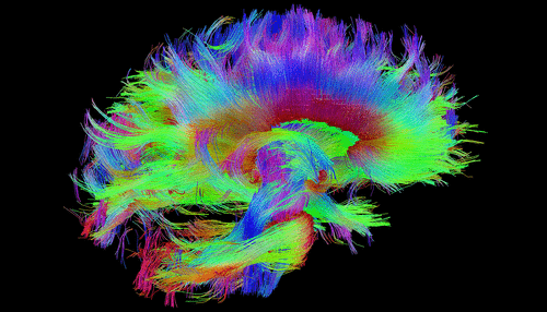 Fiber pathways of the human corpus callosum and brainstem