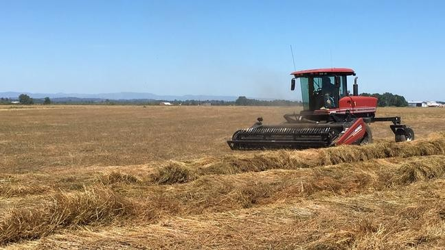 Grass seed production in Oregon