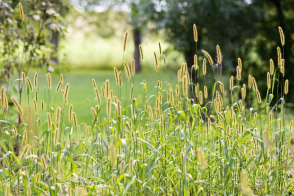 grass pollen