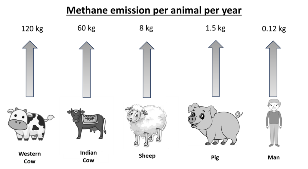 Livestock Lead to High Methane Emission