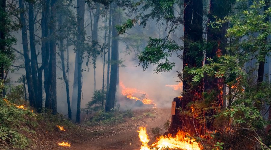 Wildfires Became the Biggest Source of Air Pollution in the Western U.S.