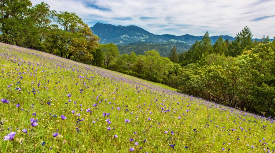 Santa Rosa, California, one of the least polluted cities in the US